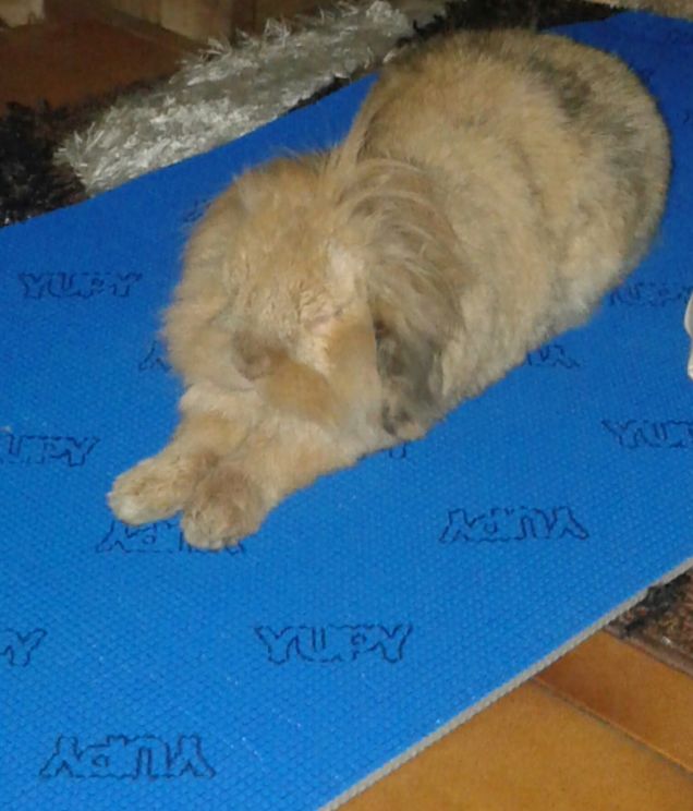 Stretching giornaliero