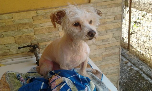 barba,shampoo e capelli!