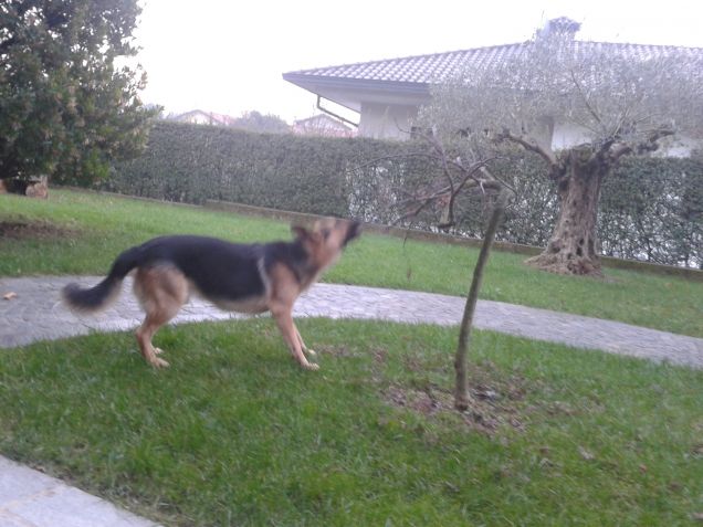 Sistemiamo un po il giardino !!!