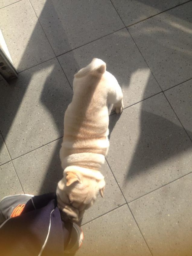 Adoro mordere i pantaloni