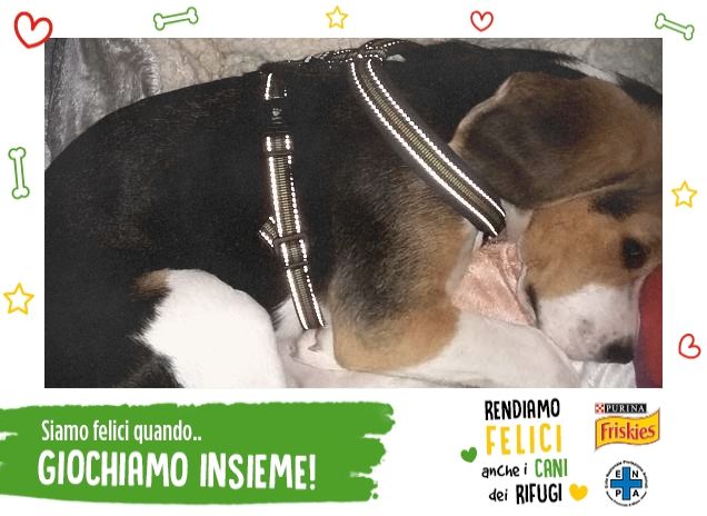 Gioco gioco gioco fino allo sfinimento 