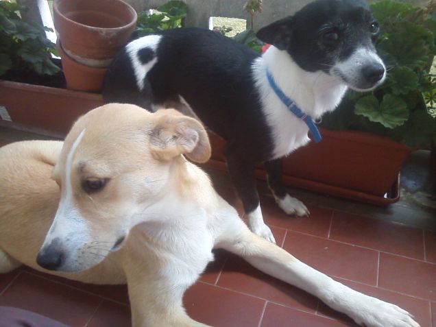 stella e chicco insieme