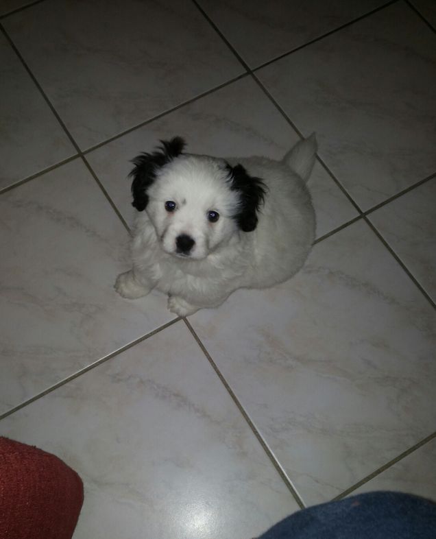Il mio amore da cucciolo