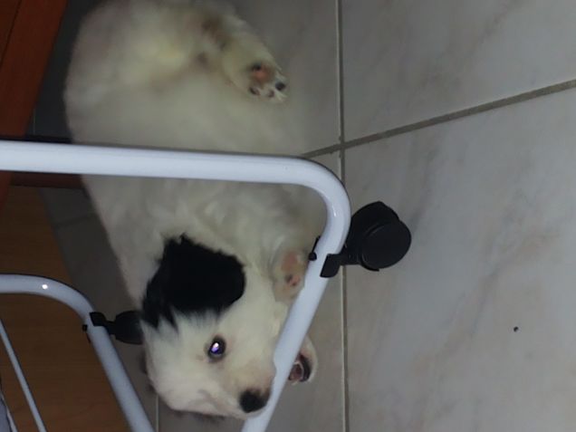 Il mio amore da cucciolo