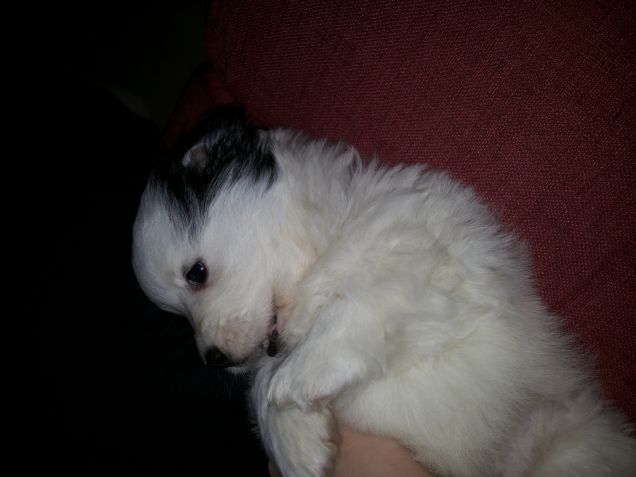 Il mio amore da cucciolo
