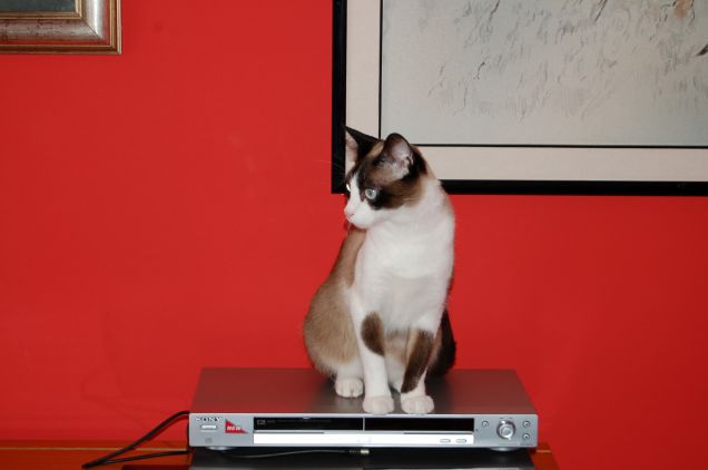 lilli ascolta la musica