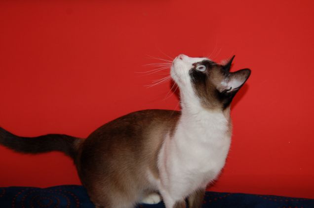 osserva un'oggetto volante non identificato!!!