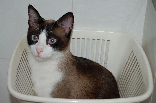 raccolta differenziata