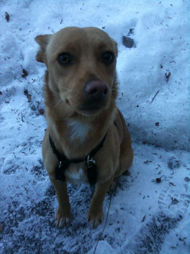 Prima Neve