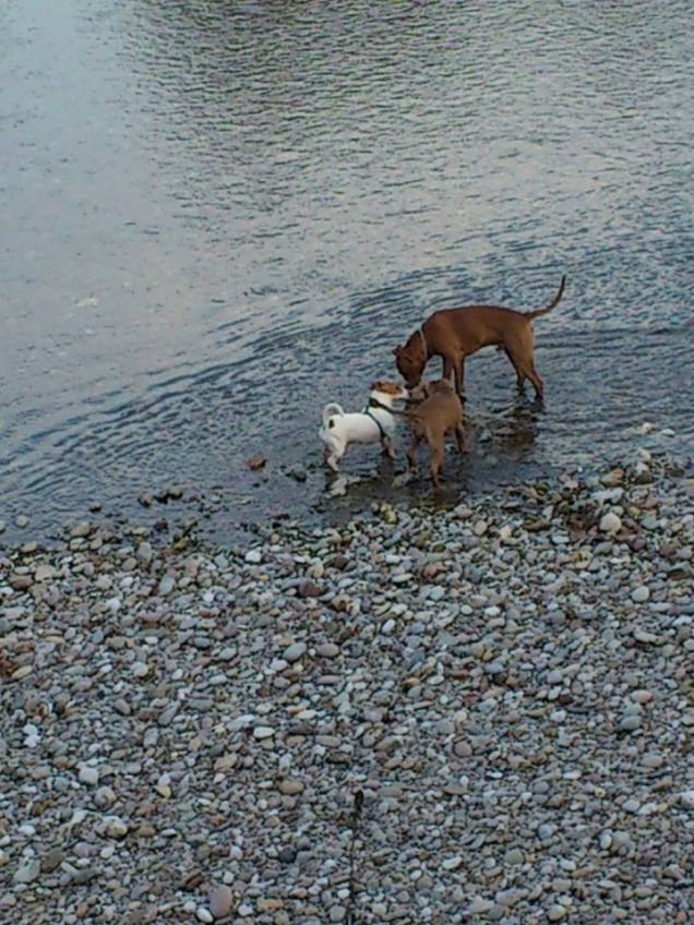 Rio trova ovunque nuovi amici 