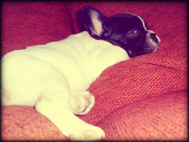 Sonny, due mesi di vita :)