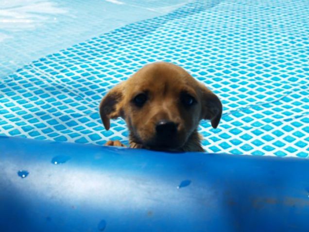 Penny in piscina