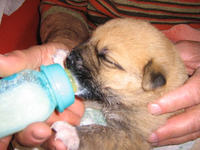 Il mio piccolo trovatello!