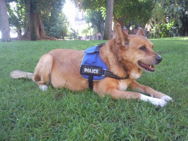 Stella Baren al pèarco