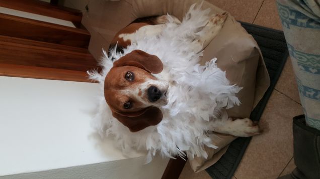 Staseva pvopvio non ho voglia di fave nulla