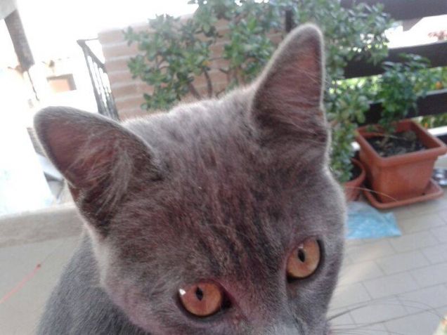 5 stelle per la Curiosità