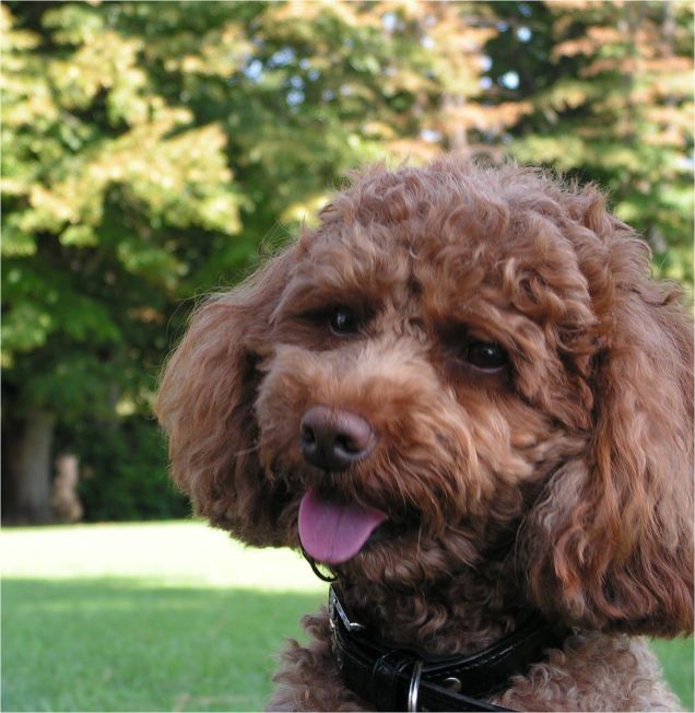 Perla in vacanza al lago 