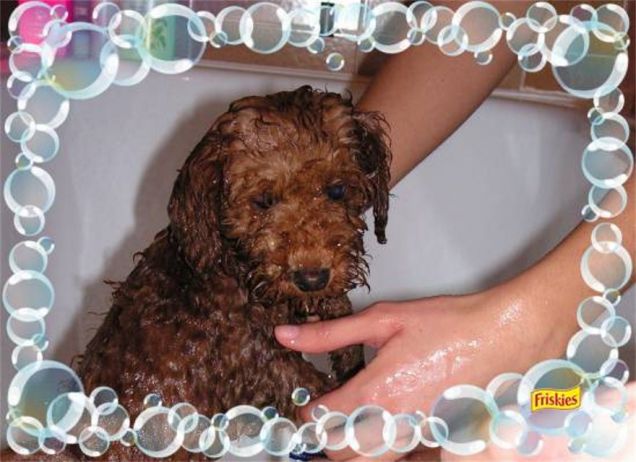 Il 1° bagnetto di Perla