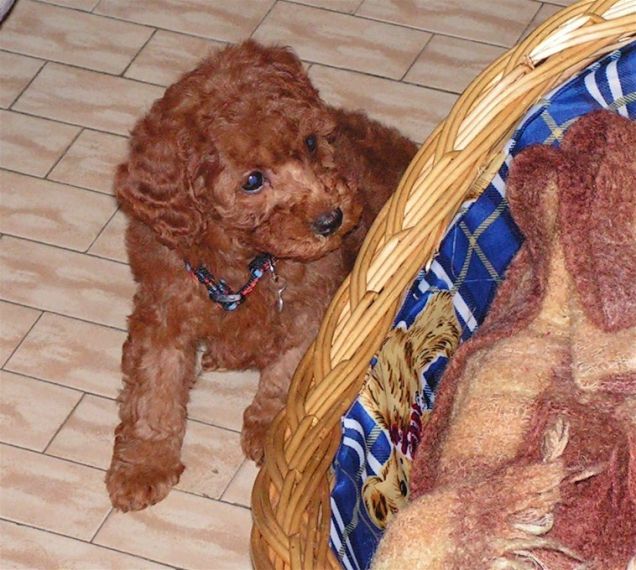 Il 1° giorno a casa di Perla