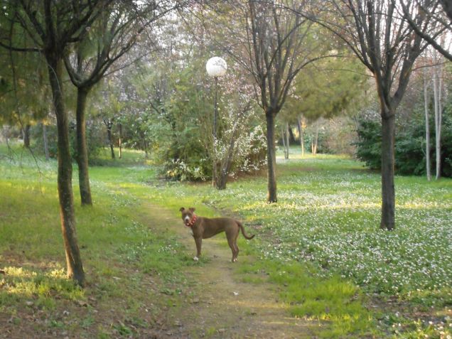 Facciamo un giro al parco!!