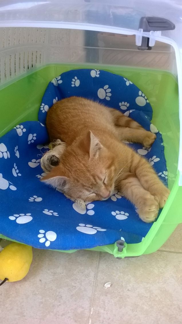 dormi dormi caro leo