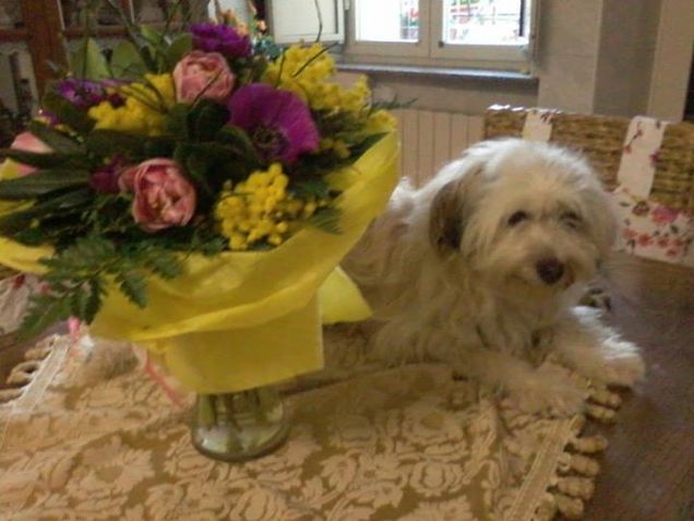 l'amore della mia vita :Jolie!