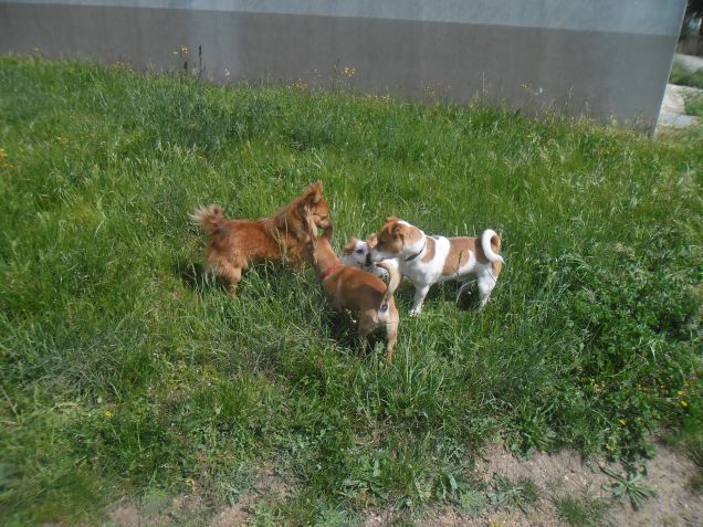 daesy,pepe',carlito e billo