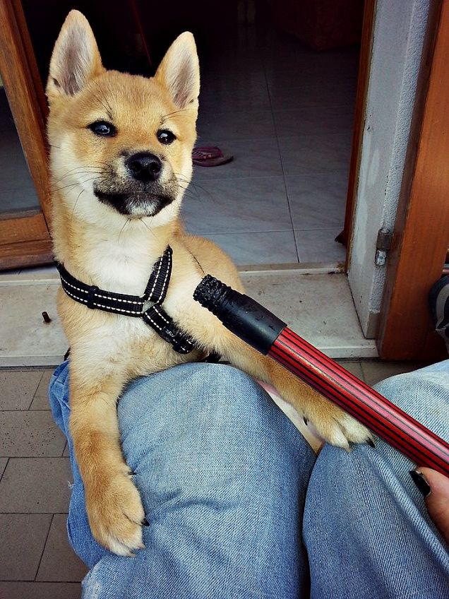 Yuuki e il manico di scopa