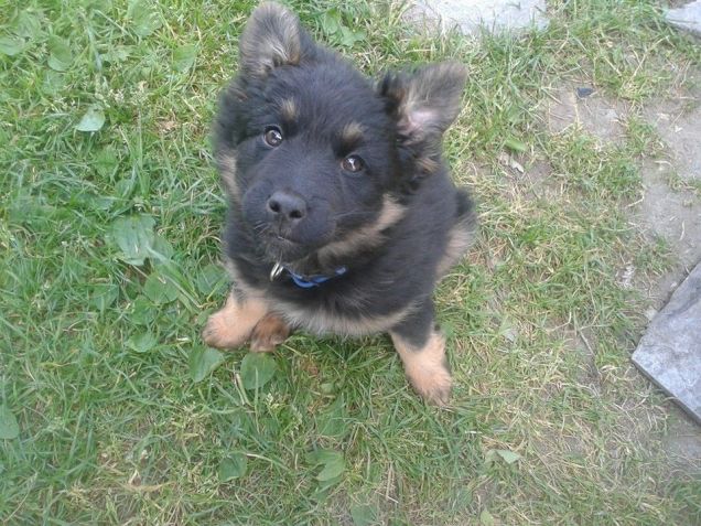 lo sbu (è il suo soprannome)