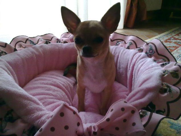 nella sua cuccia trilly