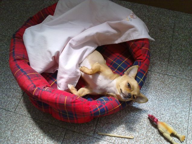 trilly piccola piccola