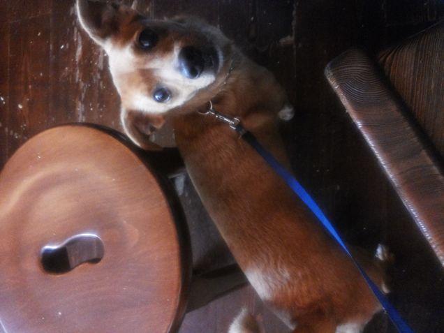 BRIK CON NOI AL RISTORANTE