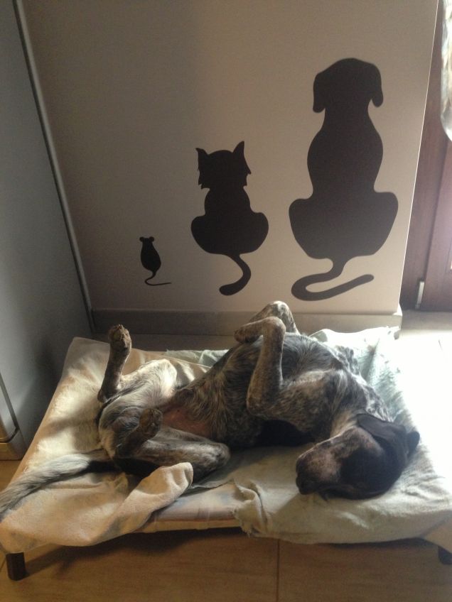 olier da piccolo ..oliver in attesa di coccole..