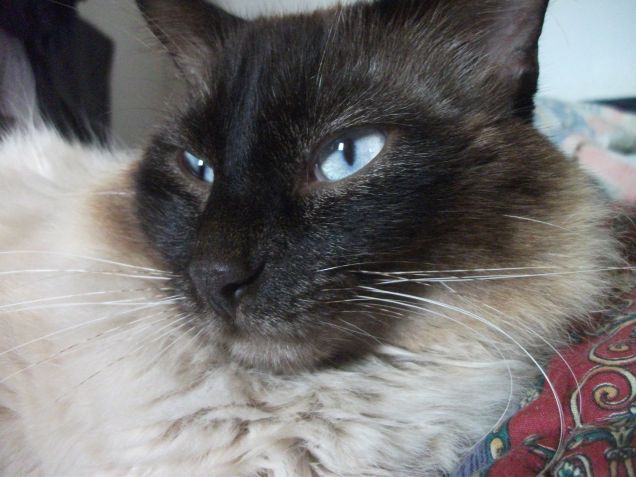 sono o no un bel micione?