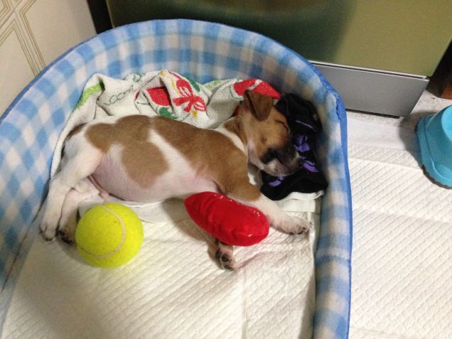 Attilino il sonnacchioso