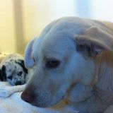 Poldo a tutte le età