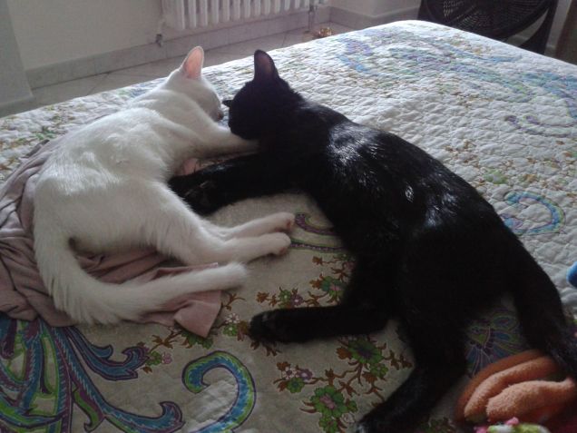 i miei due dormiglioni........