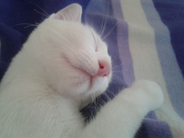 riposino pomeridiano