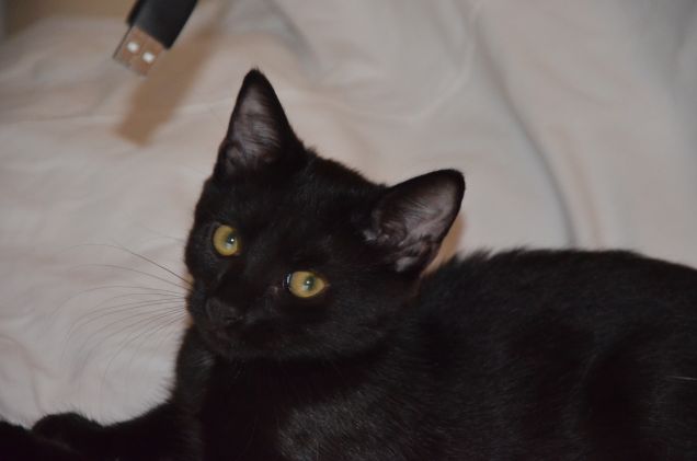 che hai da guardare???!!!