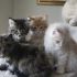 CUCCIOLI MAINECOON