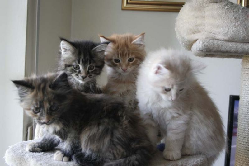 CUCCIOLI MAINECOON