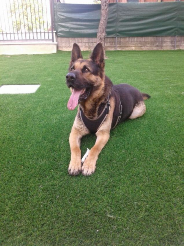 Voglio un osso più grandeeee !!!