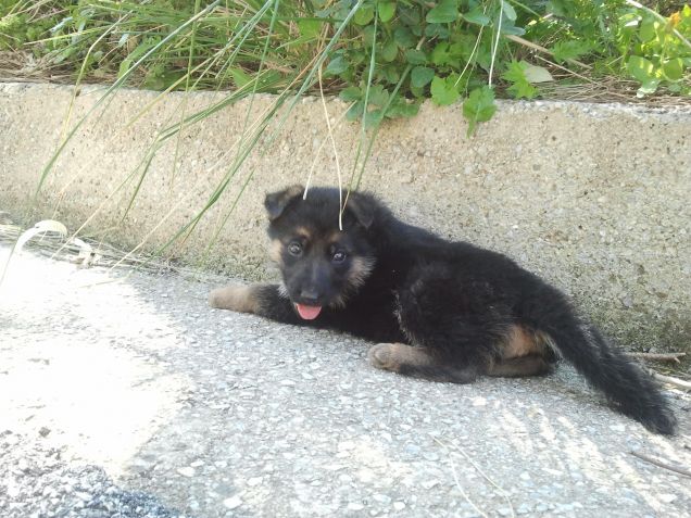 Kira a due mesi a passeggio 