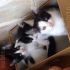 TRE GATTINI COME LORO CERCANO FAMIGLIA