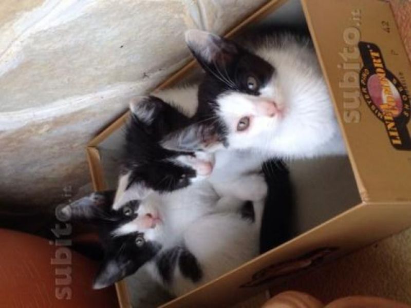 TRE GATTINI COME LORO CERCANO FAMIGLIA