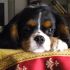 Cerco cagnolino/a in regalo
