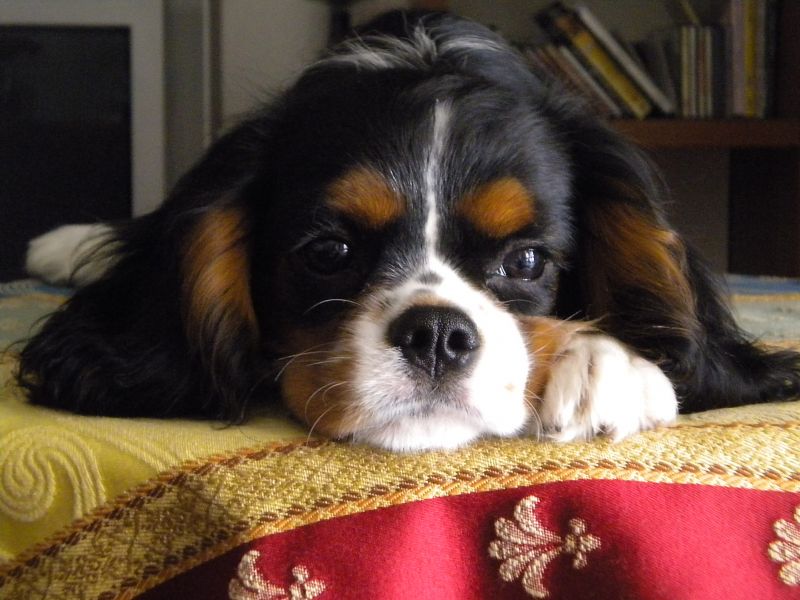Cerco cagnolino/a in regalo