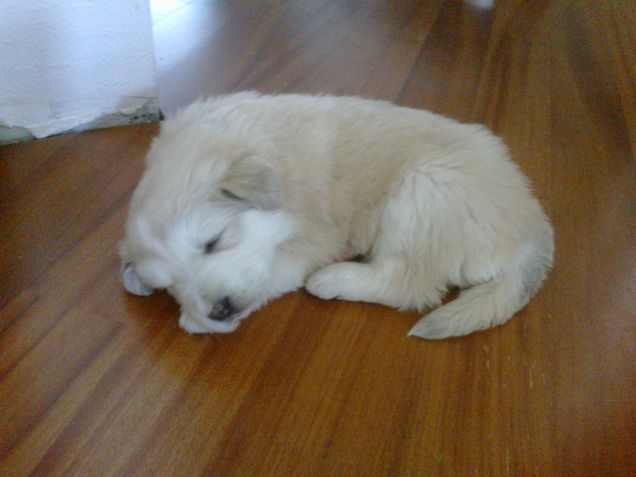 Il mio Jack a 4 settimane.