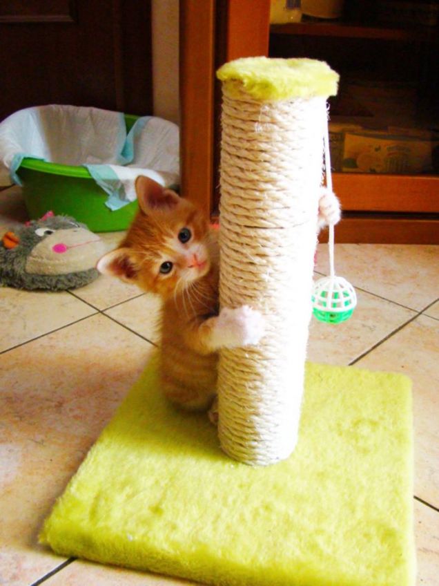 Il Re del tiragraffi