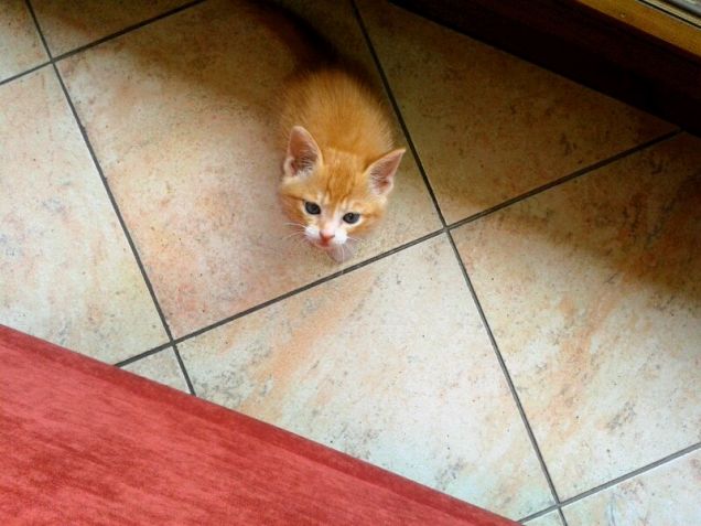 Pronto a saltare sul divano!